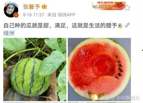 今日娱乐圈有什么瓜可以吃,出轨、家暴、高龄产妇,明星生活大揭秘! 第1张 今日娱乐圈有什么瓜可以吃,出轨、家暴、高龄产妇,明星生活大揭秘! 第1张