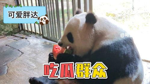 娱乐吃瓜大熊猫视频下载,网友直呼可爱