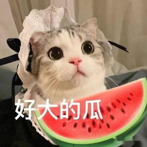 娱乐吃瓜君七七的折耳猫,七七与娱乐吃瓜君的互撕事件解析” 第1张 娱乐吃瓜君七七的折耳猫,七七与娱乐吃瓜君的互撕事件解析” 第1张