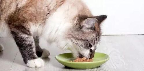 娱乐吃瓜猫咪视频大全免费观看,免费观看吃瓜视频大全