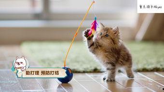 娱乐吃瓜猫咪视频大全免费观看,免费观看吃瓜视频大全 第2张 娱乐吃瓜猫咪视频大全免费观看,免费观看吃瓜视频大全 第2张