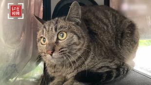 娱乐吃瓜猫咪视频大全免费观看,免费观看吃瓜视频大全 第3张 娱乐吃瓜猫咪视频大全免费观看,免费观看吃瓜视频大全 第3张