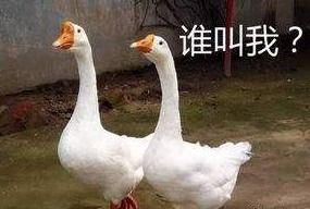 八鹅吃瓜菌会火不空娱乐,娱乐界的奇妙现象解析 第3张 八鹅吃瓜菌会火不空娱乐,娱乐界的奇妙现象解析 第3张