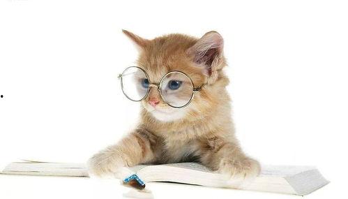 娱乐吃瓜小猫咪小说在线阅读,揭秘娱乐圈幕后风云  第2张