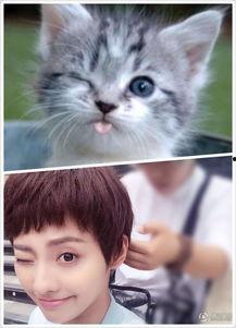 娱乐吃瓜小猫咪小说在线阅读,揭秘娱乐圈幕后风云  第3张