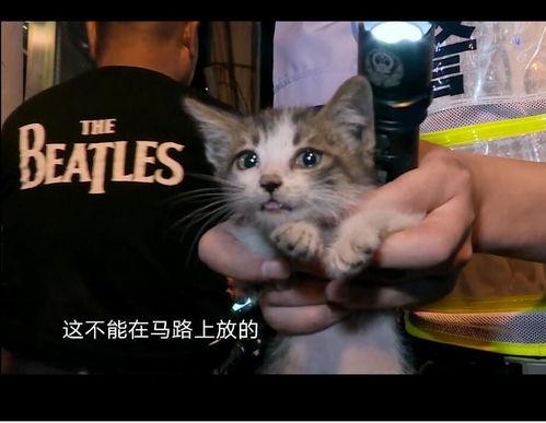 娱乐吃瓜酱小猫坐公交车,萌宠坐公交，趣味横生一幕  第2张