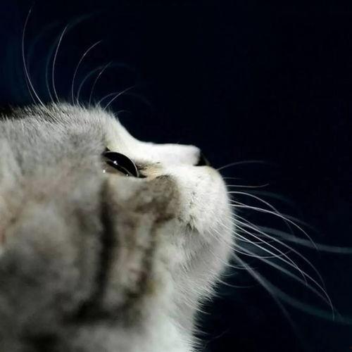 娱乐吃瓜小猫咪小说免费阅读,揭秘娱乐圈幕后风云 第2张 娱乐吃瓜小猫咪小说免费阅读,揭秘娱乐圈幕后风云 第2张