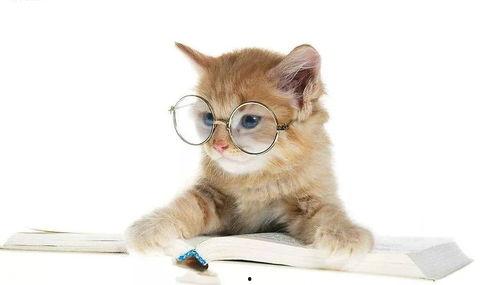 娱乐吃瓜小猫咪小说免费阅读,揭秘娱乐圈幕后风云 第3张 娱乐吃瓜小猫咪小说免费阅读,揭秘娱乐圈幕后风云 第3张