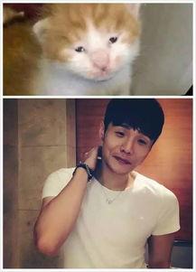 喵星娱乐吃瓜群众是谁,揭秘“吃瓜群众”背后的神秘力量