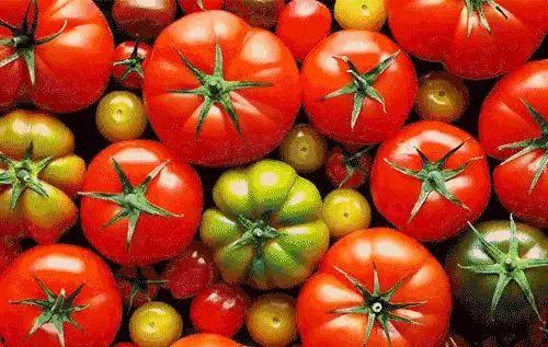 穿书去娱乐圈吃瓜番茄,番茄在娱乐圈的瓜田漫步 第3张 穿书去娱乐圈吃瓜番茄,番茄在娱乐圈的瓜田漫步 第3张