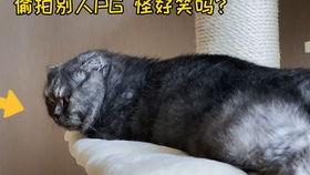 娱乐圈吃瓜猫是谁啊  第2张