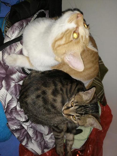 娱乐圈吃瓜猫是谁啊  第3张