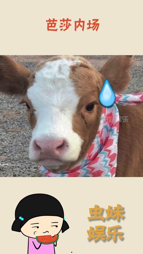 抖音娱乐吃瓜酱抖音号,揭秘娱乐圈幕后故事，带你领略明星真实生活