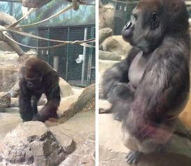 娱乐吃瓜酱动物园大猩猩,动物园大猩猩的趣味日常  第2张