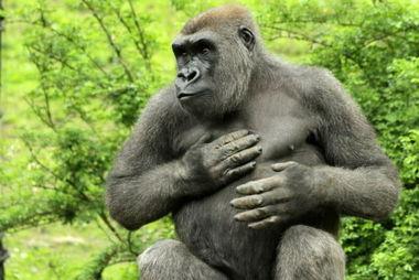 娱乐吃瓜酱动物园大猩猩,动物园大猩猩的趣味日常  第3张