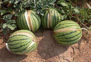 娱乐吃瓜君的料真实吗,真相还是谣言? 第3张 娱乐吃瓜君的料真实吗,真相还是谣言? 第3张