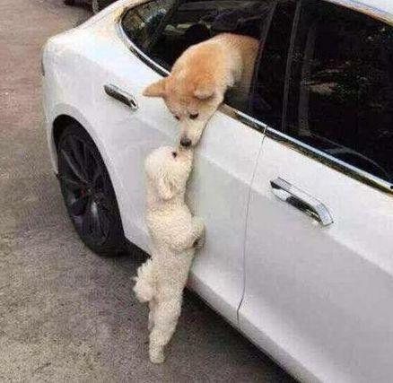 娱乐吃瓜酱小狗看坐在小车里,揭秘小车里的大秘密  第3张