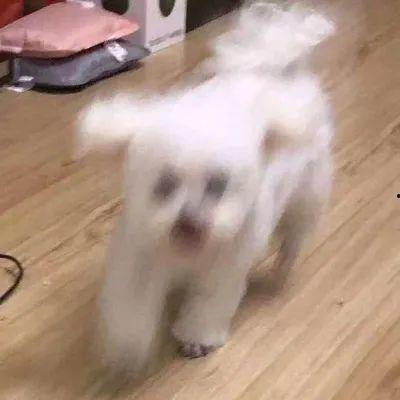 娱乐圈吃瓜小狗是谁啊,揭秘神秘“吃瓜群众”身份  第2张