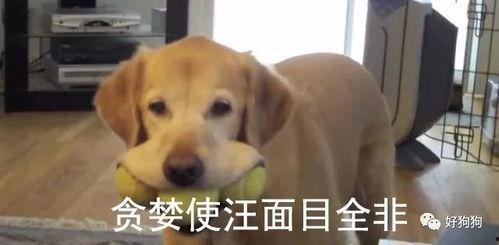 娱乐吃瓜酱小孩扇狗狗嘴巴子,娱乐吃瓜酱见证温馨一幕 第2张 娱乐吃瓜酱小孩扇狗狗嘴巴子,娱乐吃瓜酱见证温馨一幕 第2张